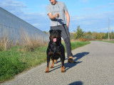Un chiot femelle Rottweiler LOF à réserver