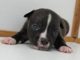 Des chiots American Staffordshire Terrier LOF à réserver