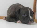 Des chiots American Staffordshire Terrier LOF à réserver