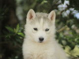 À acheter un chiot femelle Husky de Sibérie LOF
