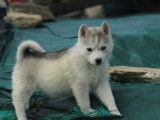 À acheter un chiot femelle Husky de Sibérie LOF