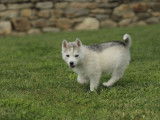 À acheter un chiot femelle Husky de Sibérie LOF