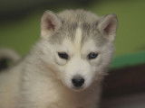 À acheter un chiot femelle Husky de Sibérie LOF