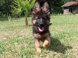un chiot de la portée
