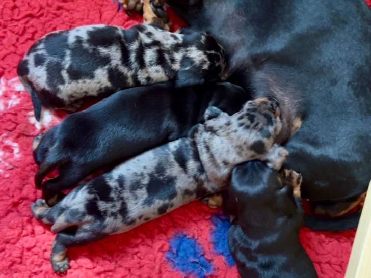 Superbe portée de Teckels de qualité à vendre