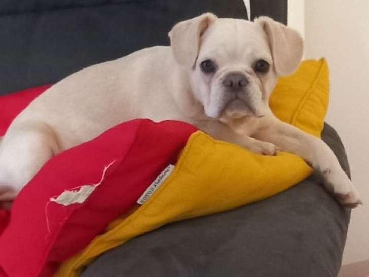 À adopter, chiot Bulldog Anglais femelle de 9 mois