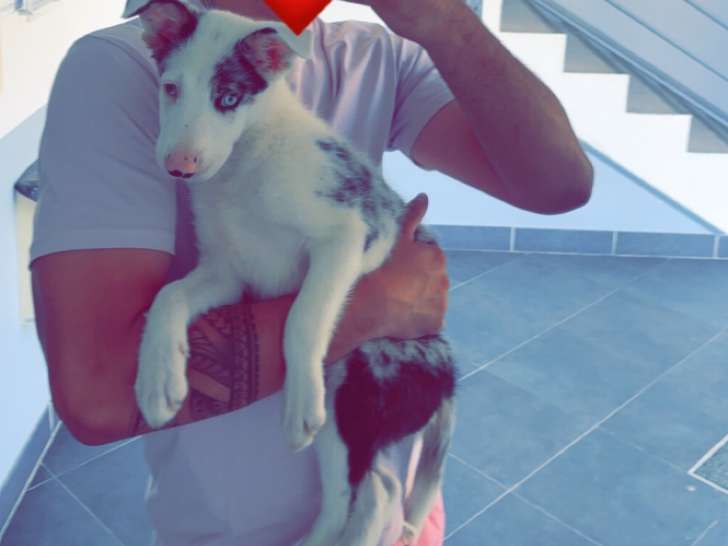 Chiot Border Collie mâle bleu merle à vendre
