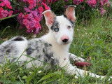 Chiot Border Collie mâle bleu merle à vendre