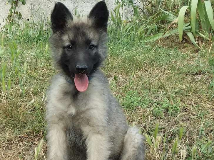 2 chios mâles Tervueren à vendre