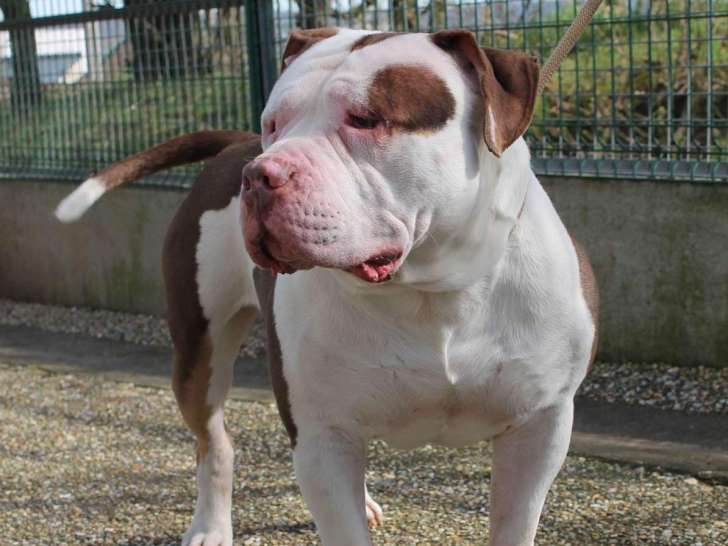 Chiot mâle American Bully à la recherche d'une famille