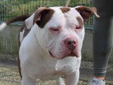 Chiot mâle American Bully à la recherche d'une famille