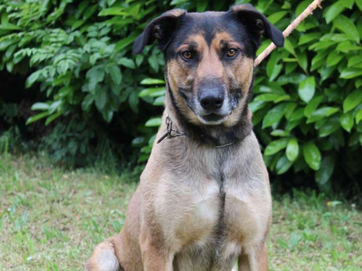 À adopter : chien noir et beige