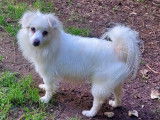 En attente d'adoption, chienne Spitz Allemand de 3 ans