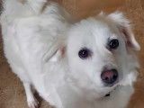 À adopter, chienne blanche