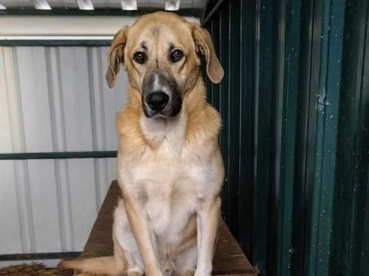 Disponible à l'adoption : chien d'un an