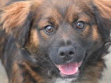 En attente d'adoption : chiot mâle tricolore