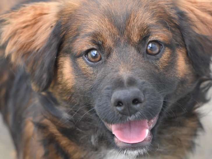 En attente d'adoption : chiot mâle tricolore