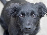 À la recherche d'un foyer : chiot mâle de 4 mois