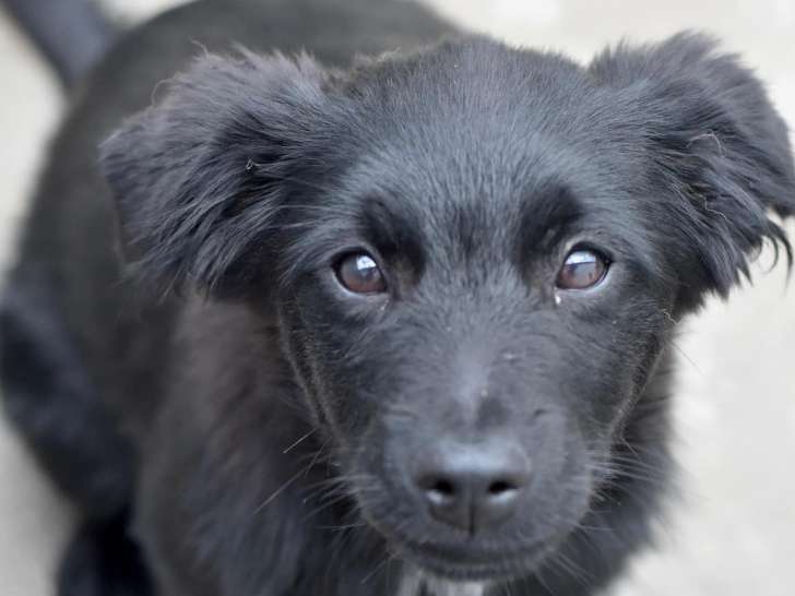À la recherche d'un foyer : chiot mâle de 4 mois