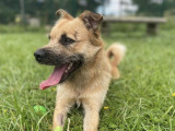 Chien Border Terrier de 2 ans en attente d'adoption