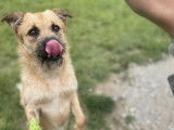 Chien Border Terrier de 2 ans en attente d'adoption
