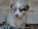 À réserver, 6 chiots Bergers Australiens LOF