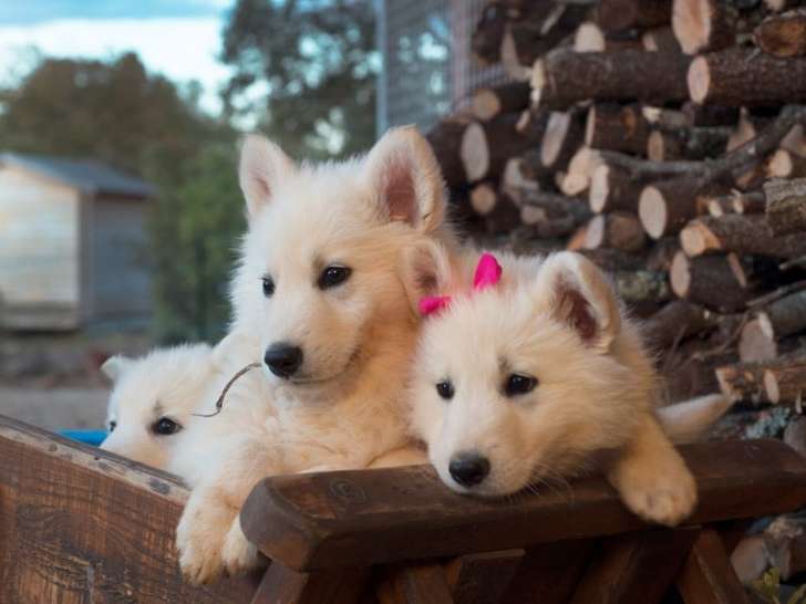 Des chiots Bergers Blancs Suisses LOF à réserver