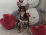 4 chiots Chihuahuas LOF disponibles à la vente