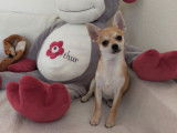 4 chiots Chihuahuas LOF disponibles à la vente