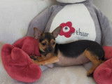4 chiots Chihuahuas LOF disponibles à la vente