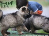 Des chiots Eurasiers LOF à vendre
