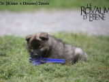 Des chiots Eurasiers LOF à vendre
