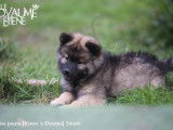 Des chiots Eurasiers LOF à vendre