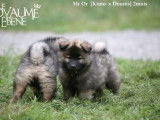 Des chiots Eurasiers LOF à vendre