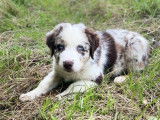 Des chiots Bergers Australiens LOF à vendre