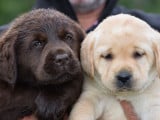 À vendre : des chiots Labradors LOF