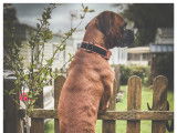 Mâle Boxer disponible pour saillie