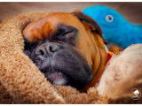 Mâle Boxer disponible pour saillie