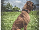 Mâle Boxer disponible pour saillie