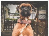 Mâle Boxer disponible pour saillie