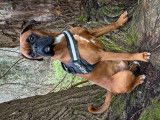 Mâle Boxer disponible pour saillie