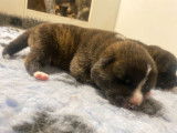 2 chiots mâles Akita Inus LOF à réserver