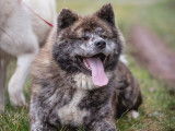 2 chiots mâles Akita Inus LOF à réserver