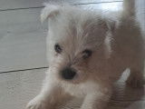Adorables chiots mâles Westie à vendre