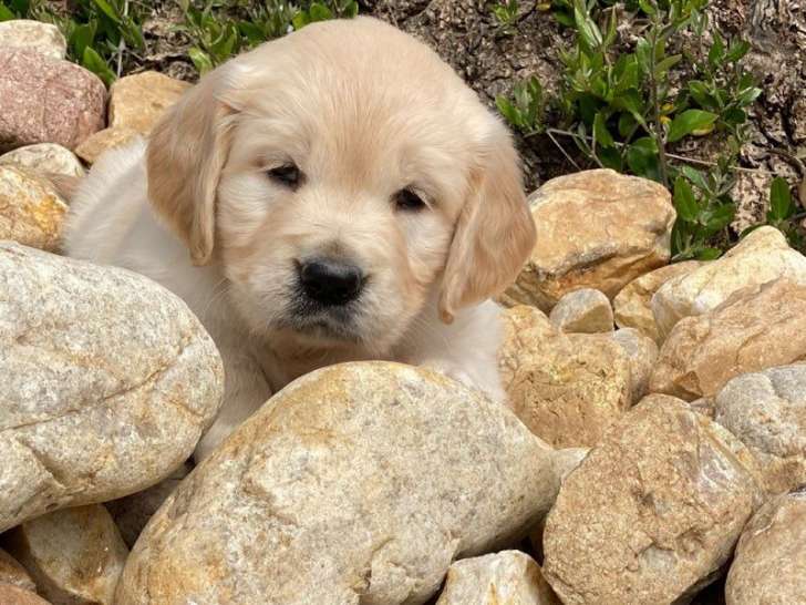 À réserver : des chiots Golden Retrievers LOF