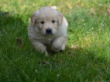 4 chiots Golden Retrievers LOF à réserver