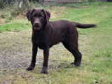 2 chiots femelles Labrador chocolat LOF à vendre
