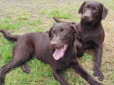 2 chiots femelles Labrador chocolat LOF à vendre