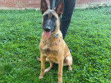Malinois