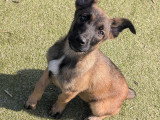 Malinois